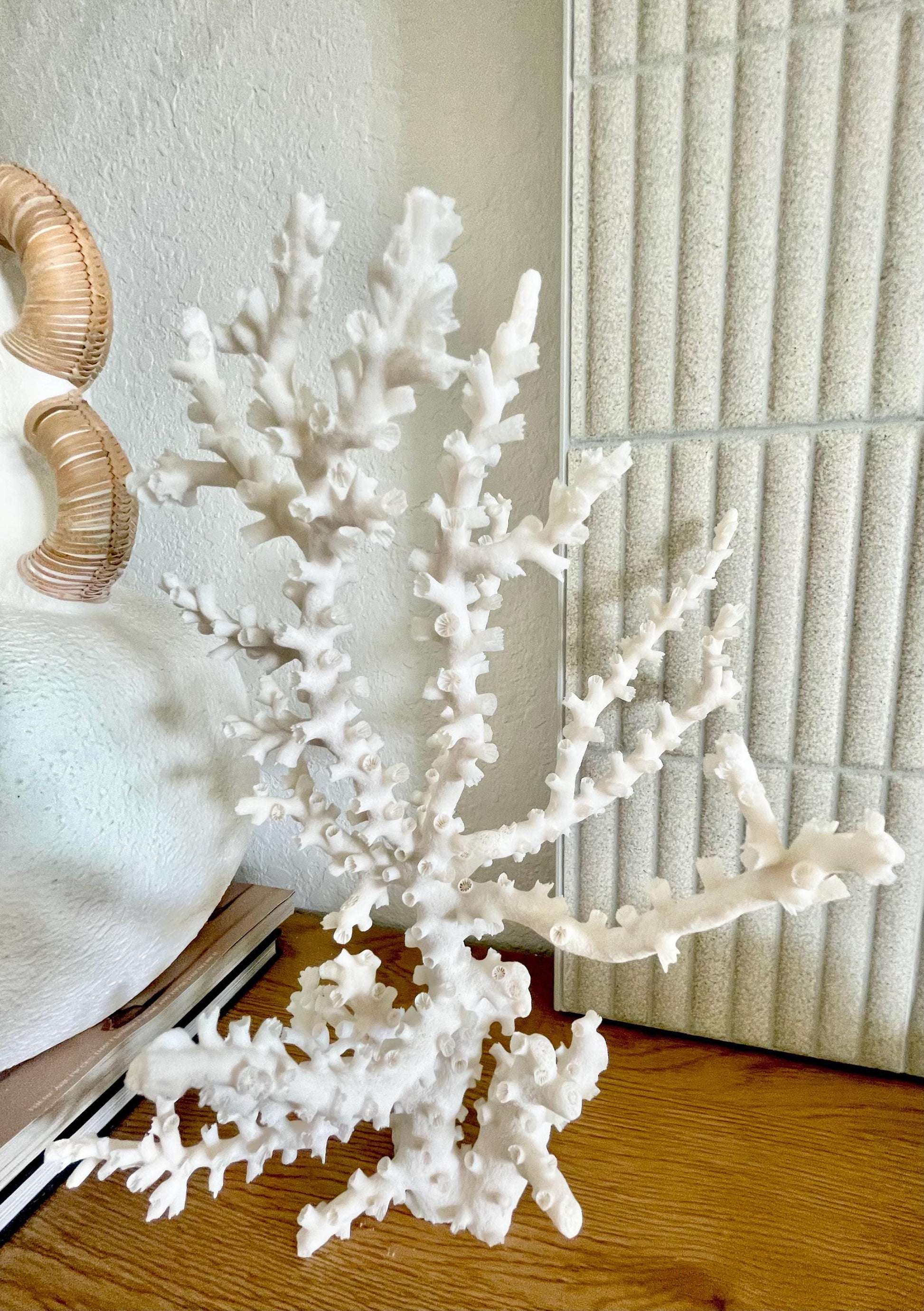OCTOPUS CORAL Fossil 100% Natural 13"x12.5"x7" Coastal Beach Home Décor Display White