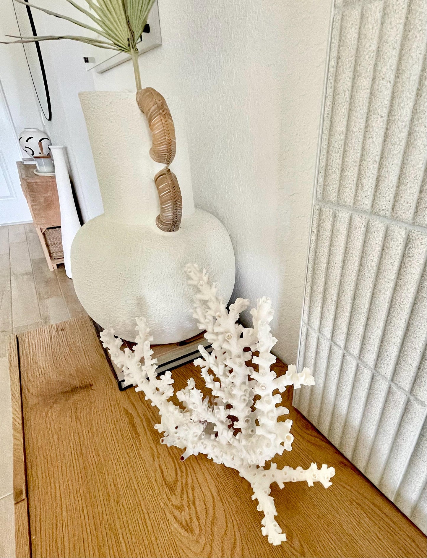 OCTOPUS CORAL Fossil 100% Natural 14"x11"x5.5" Coastal Beach Home Décor Display White