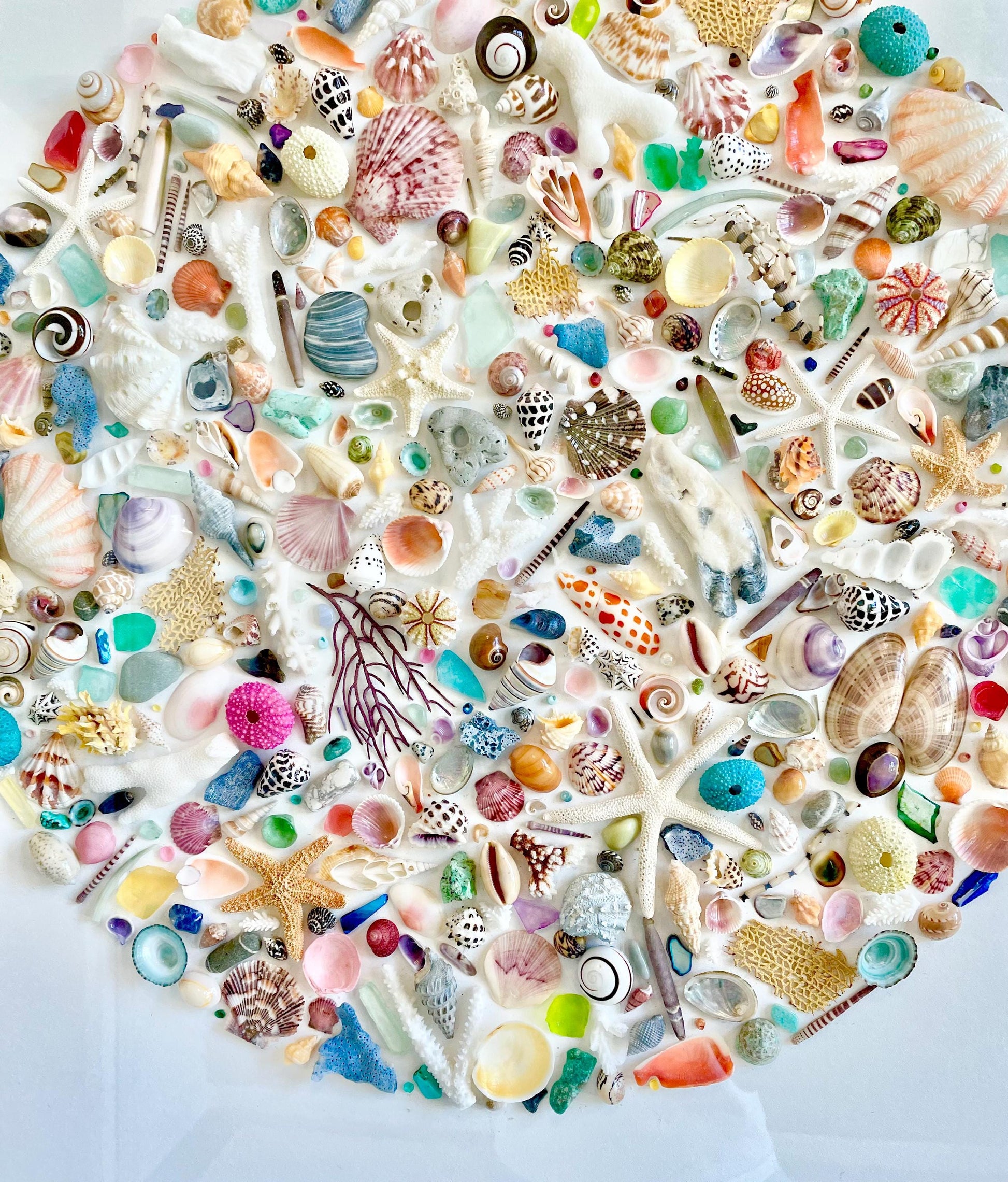 Modern Colorful Framed Shadowbox Coastal Shell Wall Art 31" Square Natural Beach House Décor