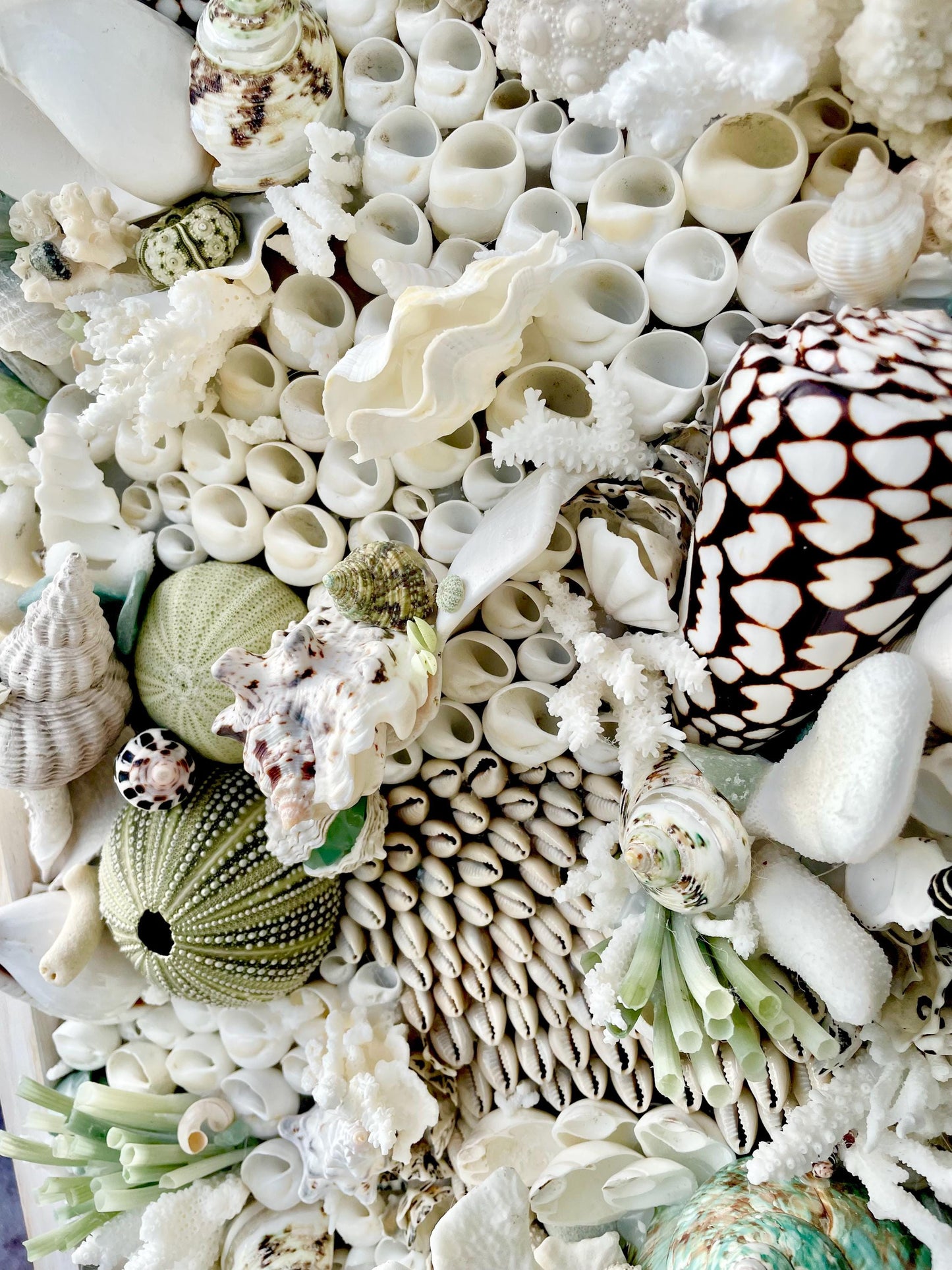 Seashell Modern Coastal Wall Art Natural Textured Sea shells Urchins Coral 32" x 12" Beach House Décor White Black Green