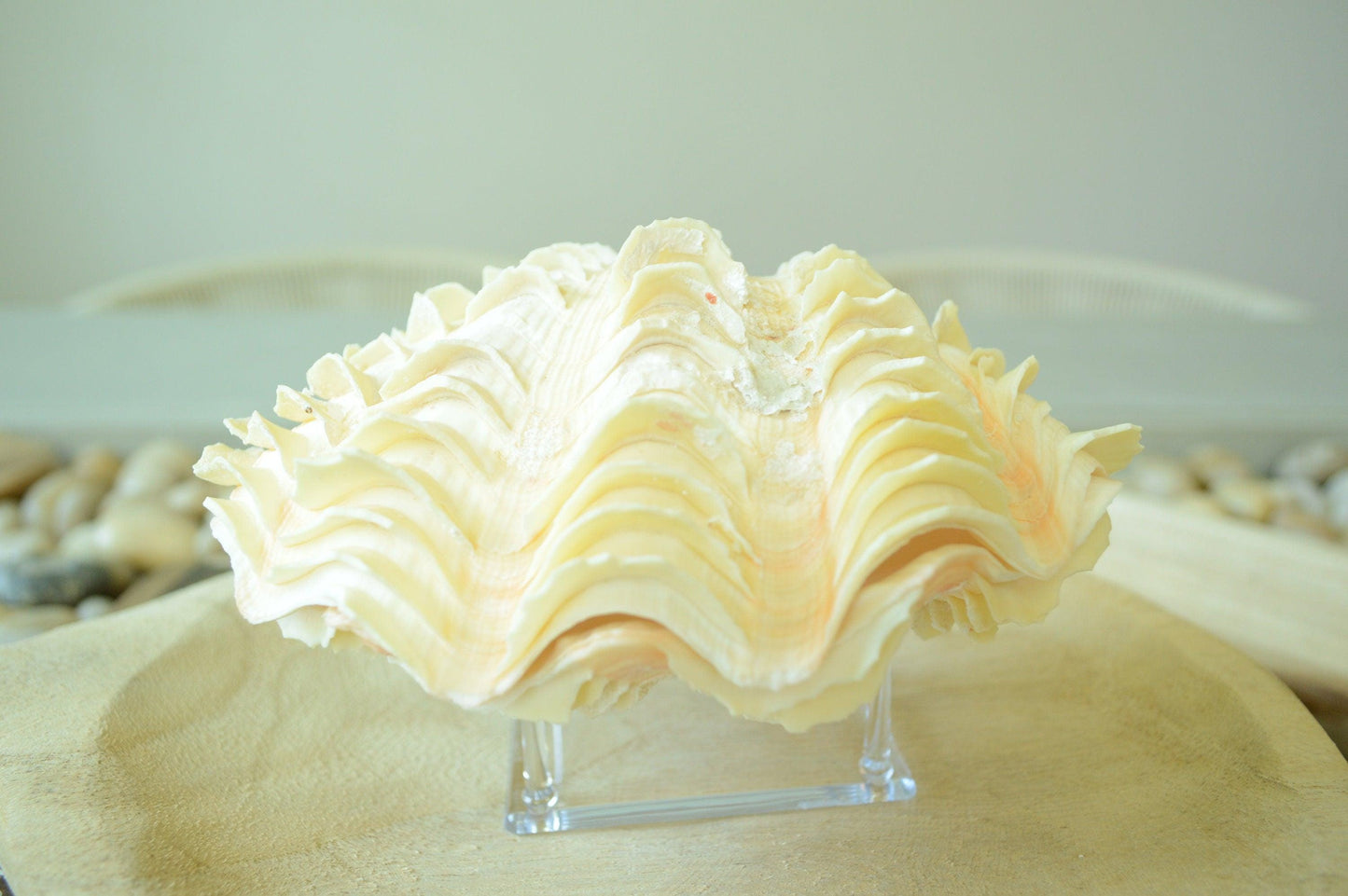 DERASA CLAM SHELLS Open Matching Paired *All Sizes* Natural Colored White Yellow Display Seashell