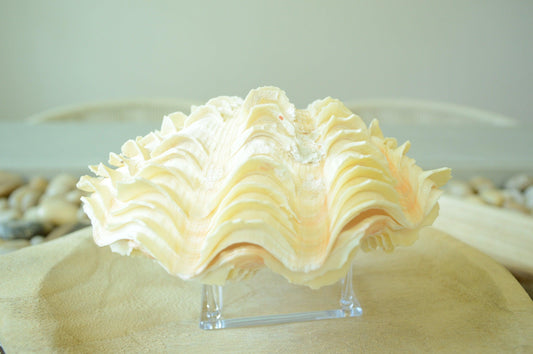 DERASA CLAM SHELLS Open Matching Paired *All Sizes* Natural Colored White Yellow Display Seashell