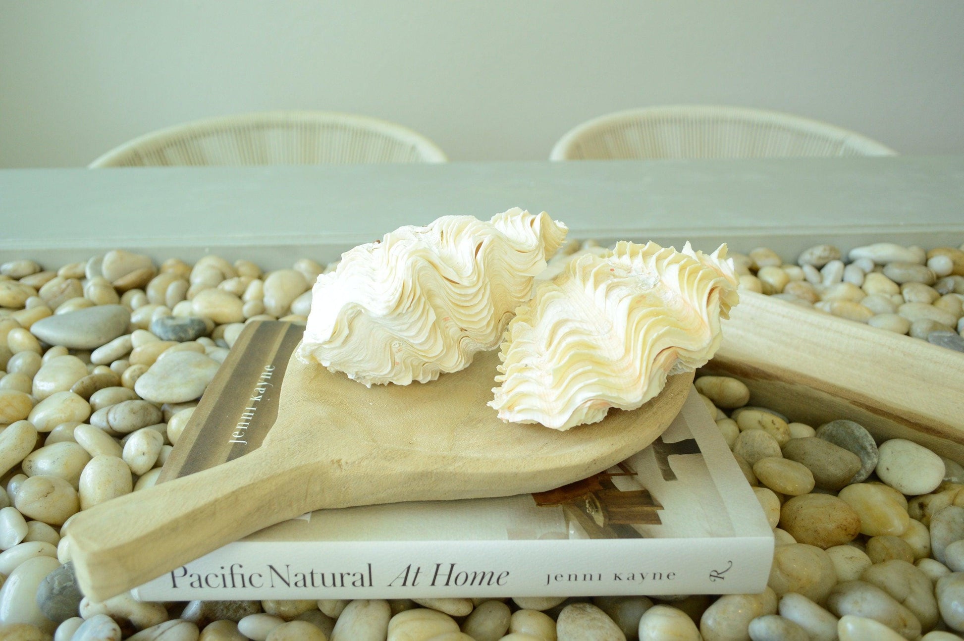 DERASA CLAM SHELLS Open Matching Paired *All Sizes* Natural Colored White Yellow Display Seashell