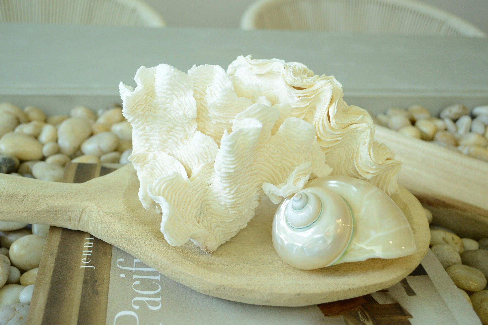 DERASA CLAM SHELLS Open Matching Paired *All Sizes* Natural Colored White Yellow Display Seashell