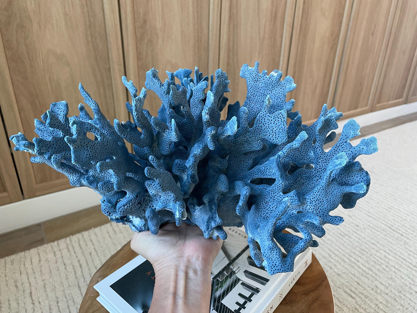 Genuine 100% Natural Blue Ridge Coral 15" Long Fossil Specimen Coastal Ocean Reef Display Nautical Beach House Décor