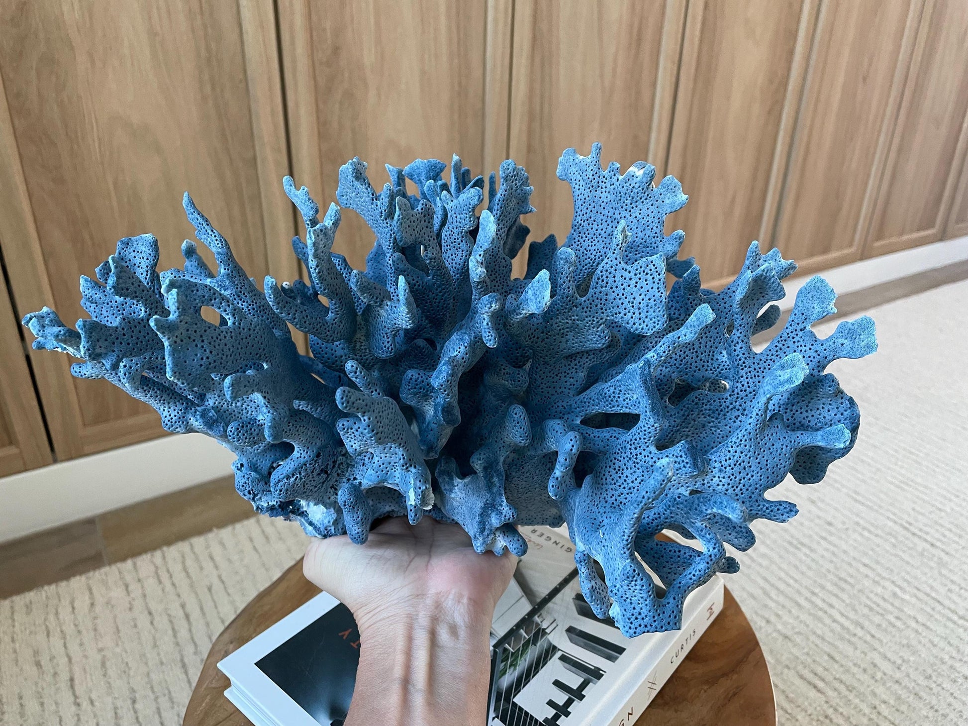 Genuine 100% Natural Blue Ridge Coral 15" Long Fossil Specimen Coastal Ocean Reef Display Nautical Beach House Décor