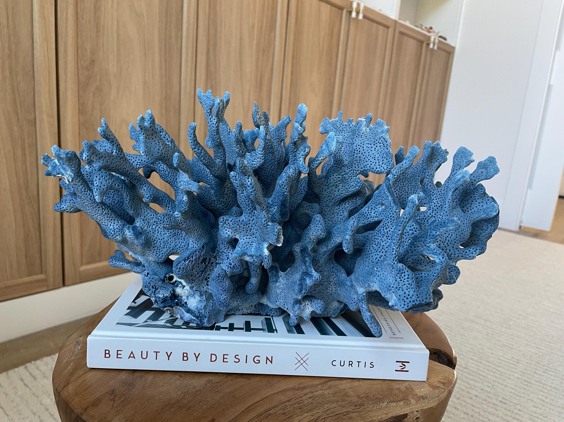 Genuine 100% Natural Blue Ridge Coral 15" Long Fossil Specimen Coastal Ocean Reef Display Nautical Beach House Décor