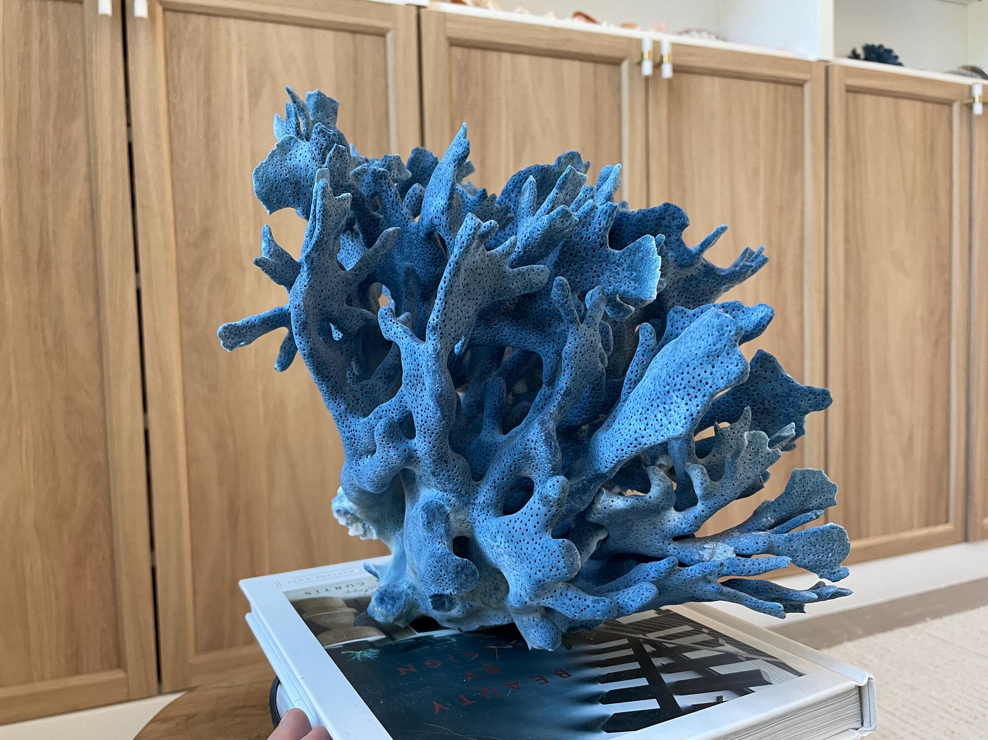 Genuine 100% Natural Blue Ridge Coral 12.5" x 10.25" x 10" Long Fossil Specimen Coastal Ocean Reef Display Nautical Beach House Décor