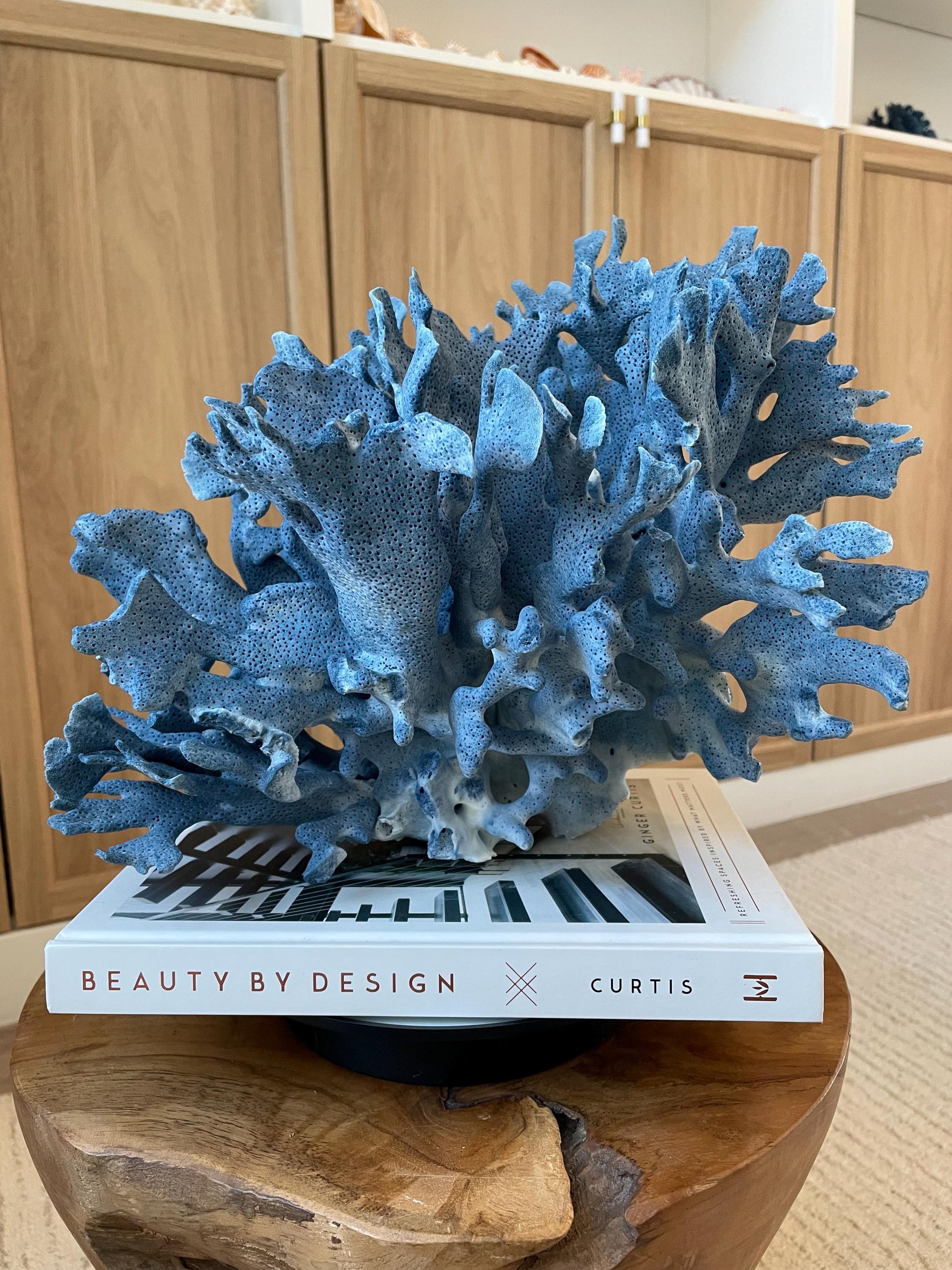 Genuine 100% Natural Blue Ridge Coral 12.5" x 10.25" x 10" Long Fossil Specimen Coastal Ocean Reef Display Nautical Beach House Décor