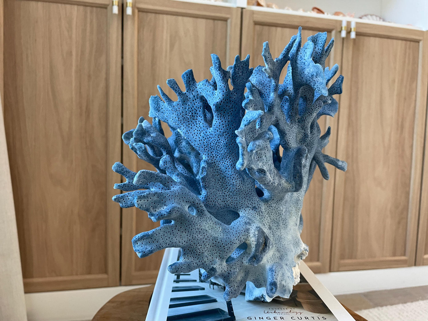 Genuine 100% Natural Blue Ridge Coral 12.5" x 10.25" x 10" Long Fossil Specimen Coastal Ocean Reef Display Nautical Beach House Décor