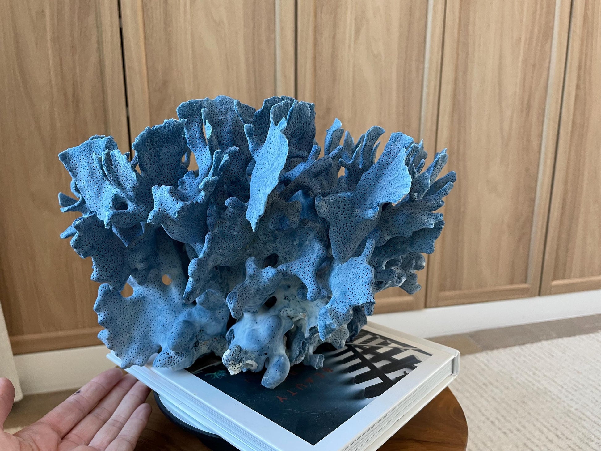 Genuine 100% Natural Blue Ridge Coral 12.5" x 12" x 8" Long Fossil Specimen Coastal Ocean Reef Display Nautical Beach House Décor