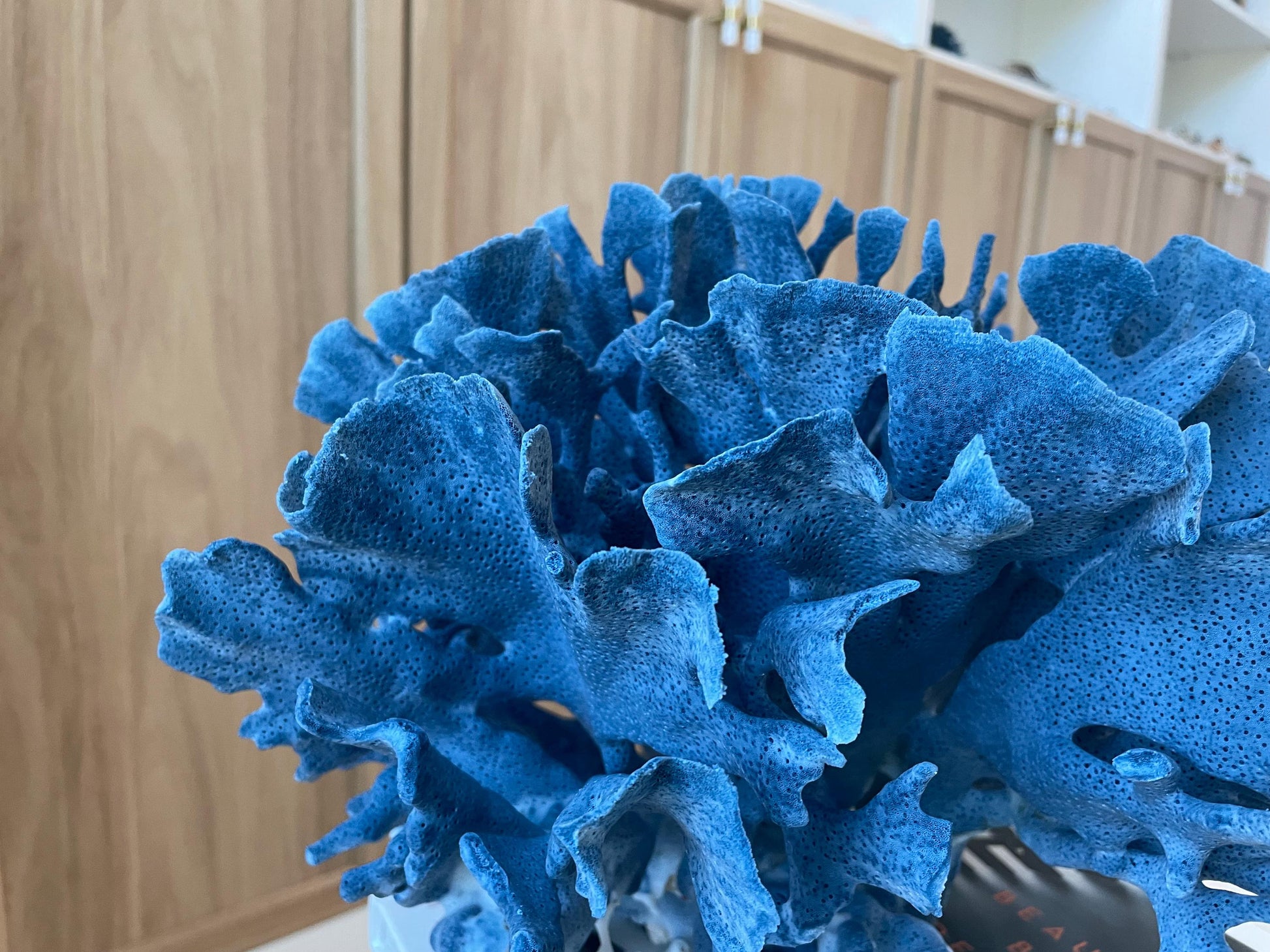 Genuine 100% Natural Blue Ridge Coral 13.5" x 11.5" x 9.5" Long Fossil Specimen Coastal Ocean Reef Display Nautical Beach House Décor