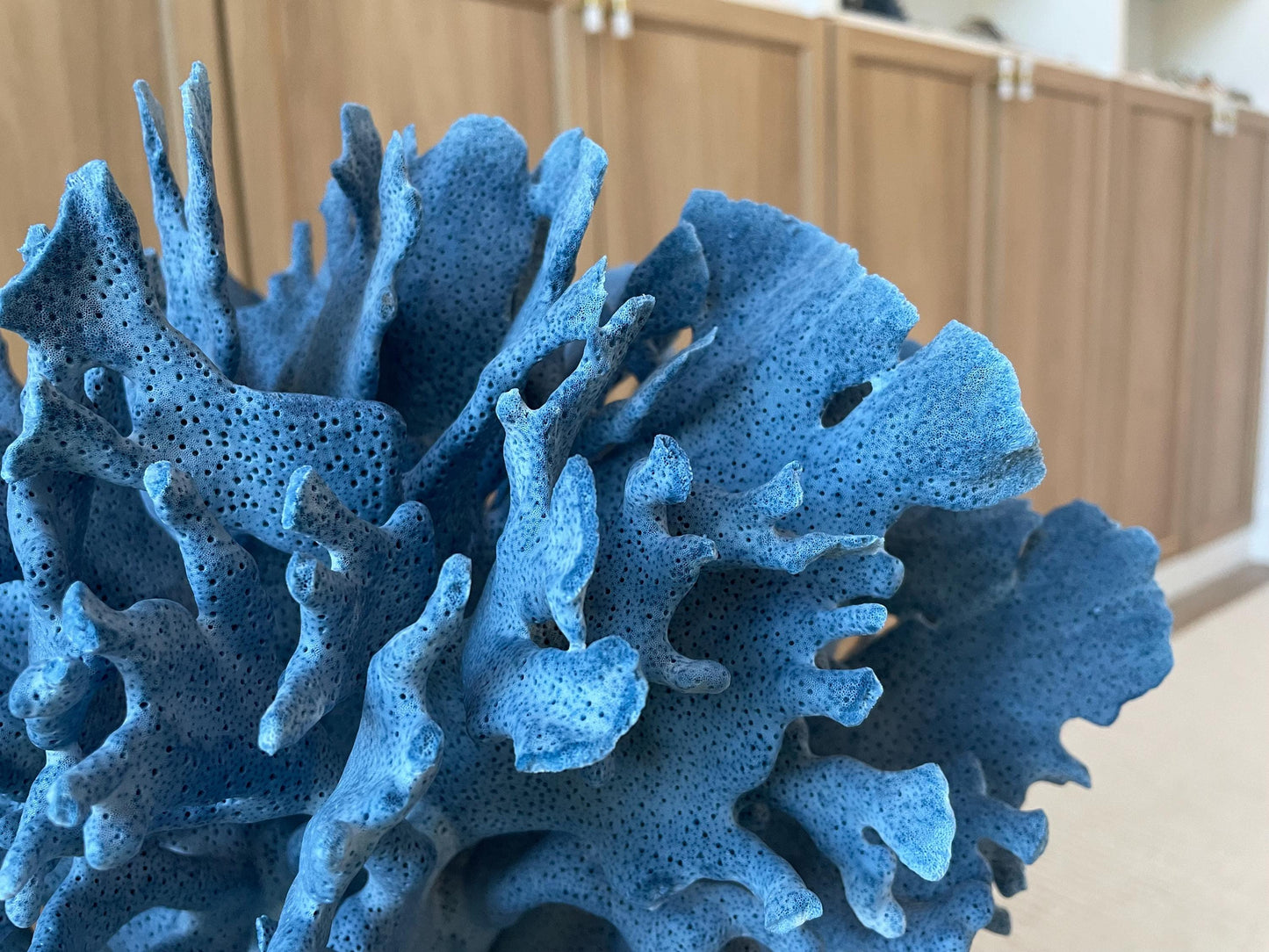 Genuine 100% Natural Blue Ridge Coral 13.5" x 11.5" x 9.5" Long Fossil Specimen Coastal Ocean Reef Display Nautical Beach House Décor