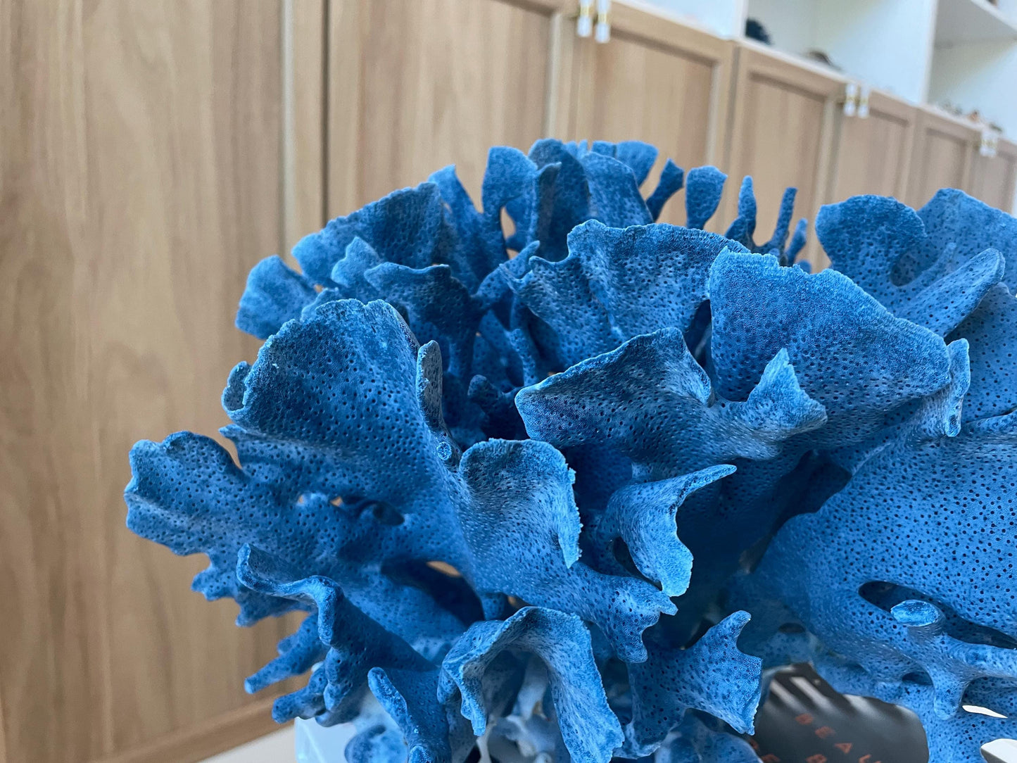 Genuine 100% Natural Blue Ridge Coral 13.5" x 11.5" x 9.5" Long Fossil Specimen Coastal Ocean Reef Display Nautical Beach House Décor