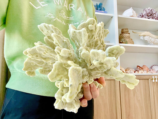 GREEN FIRE SLAB Coral *All Sizes* Authentic Natural Real Sea Fossil Coastal Décor Ocean Beach House Organic Sustainable Nature Art Aquarium