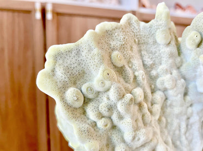 GREEN FIRE SLAB Coral *All Sizes* Authentic Natural Real Sea Fossil Coastal Décor Ocean Beach House Organic Sustainable Nature Art Aquarium