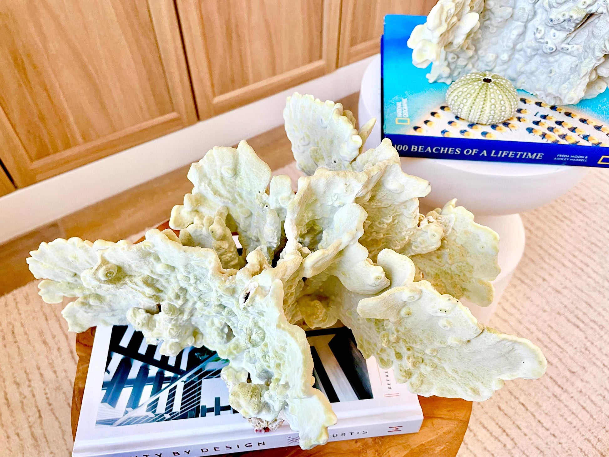 GREEN FIRE SLAB Coral *All Sizes* Authentic Natural Real Sea Fossil Coastal Décor Ocean Beach House Organic Sustainable Nature Art Aquarium