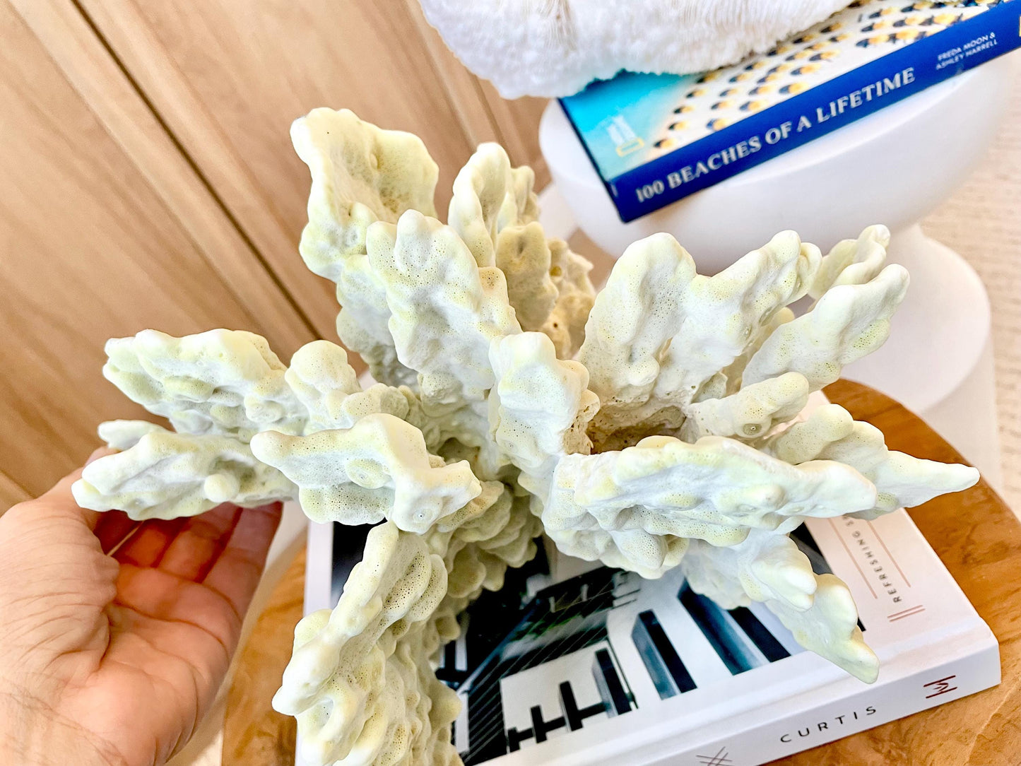 GREEN FIRE SLAB Coral *All Sizes* Authentic Natural Real Sea Fossil Coastal Décor