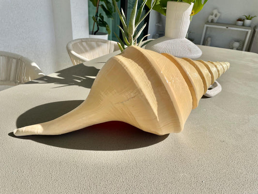 AUSTRALIAN TRUMPET SYRINX Massive 23" Long Rare Aruanus Mammoth Display Shell Seashell Golden Yellow