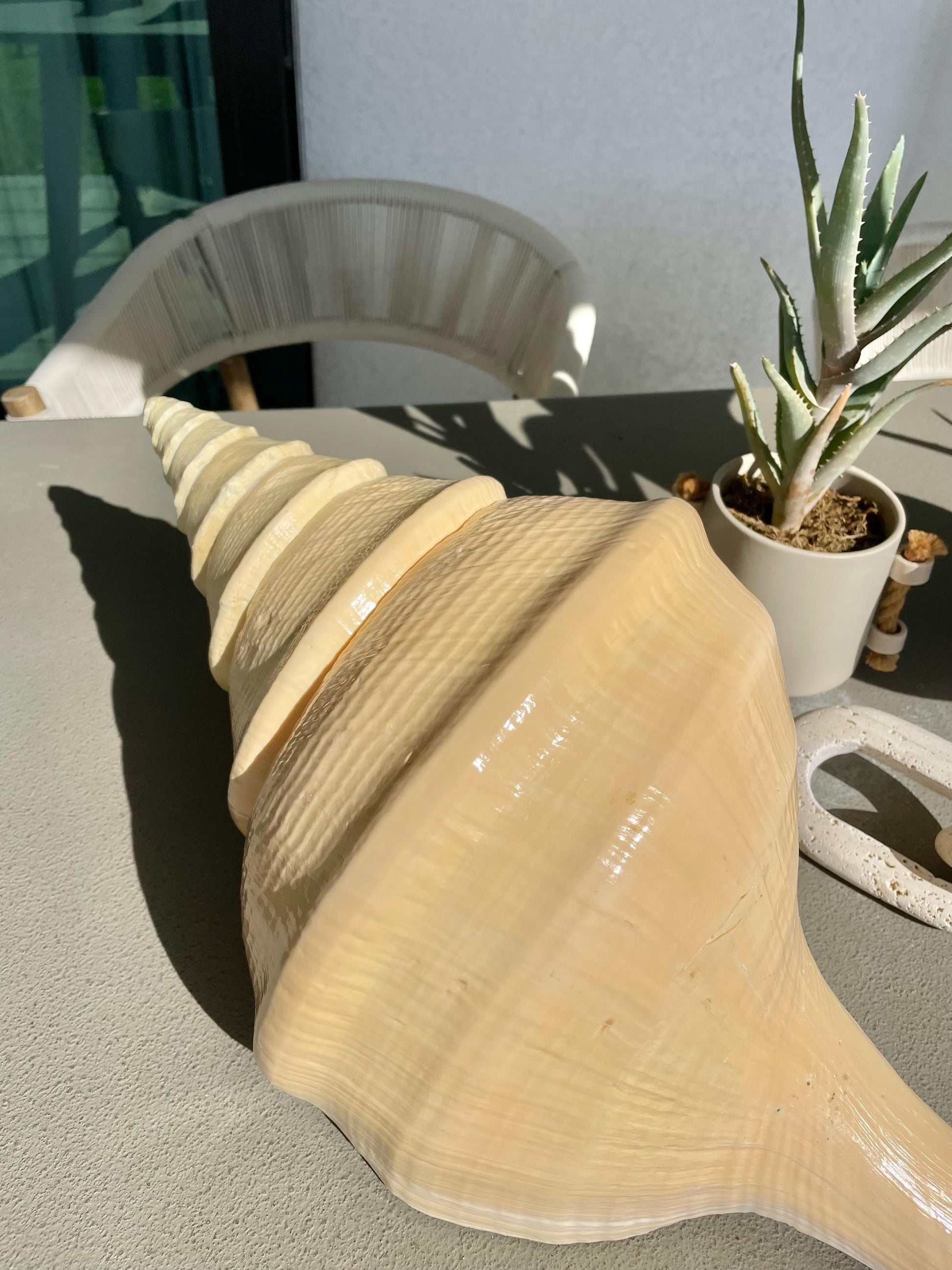 AUSTRALIAN TRUMPET SYRINX Massive 23" Long Rare Aruanus Mammoth Display Shell Seashell Golden Yellow