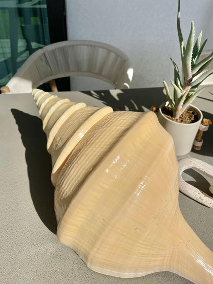 AUSTRALIAN TRUMPET SYRINX Massive 23" Long Rare Aruanus Mammoth Display Shell Seashell Golden Yellow