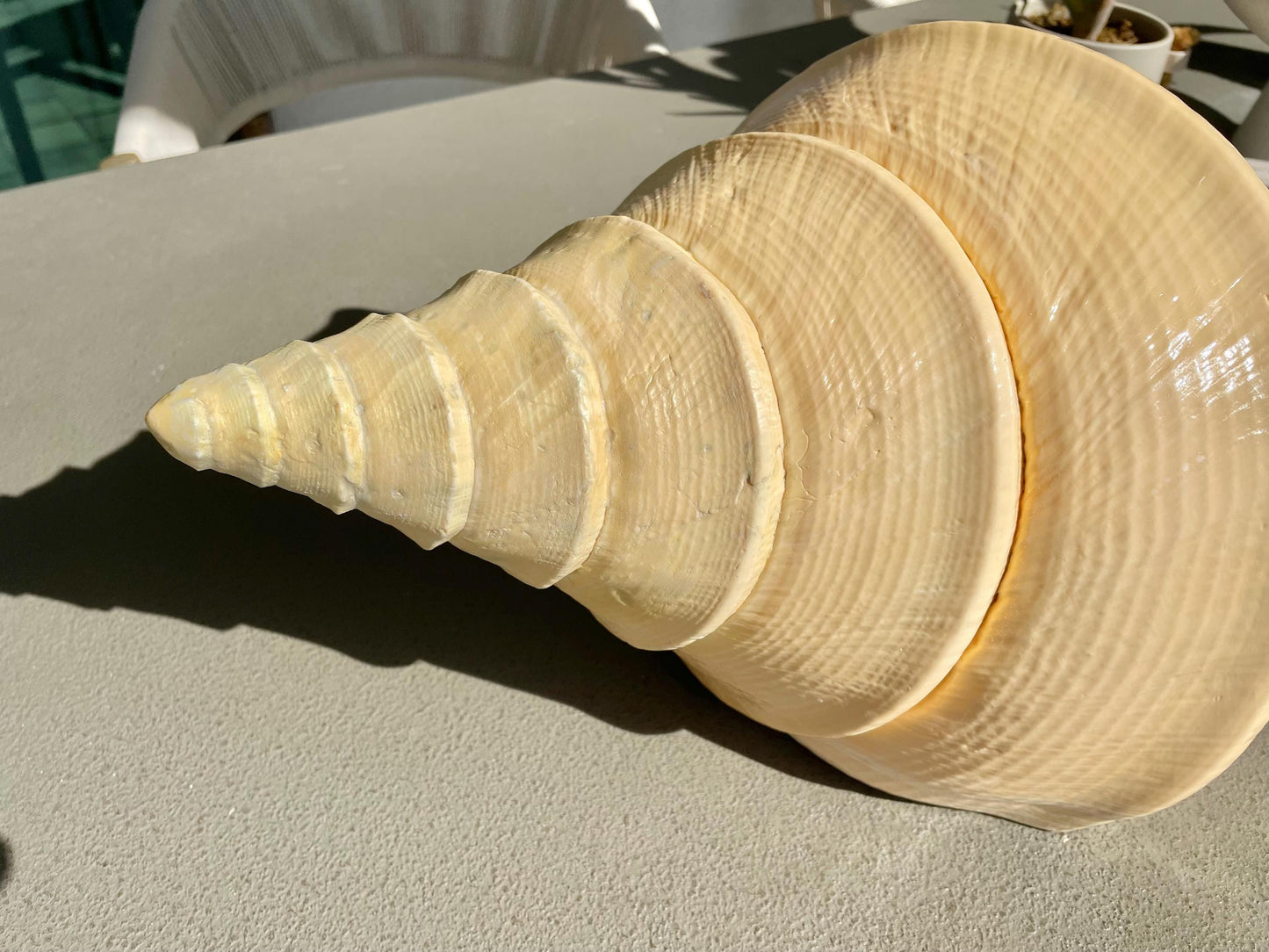 AUSTRALIAN TRUMPET SYRINX Massive 23" Long Rare Aruanus Mammoth Display Shell Seashell Golden Yellow