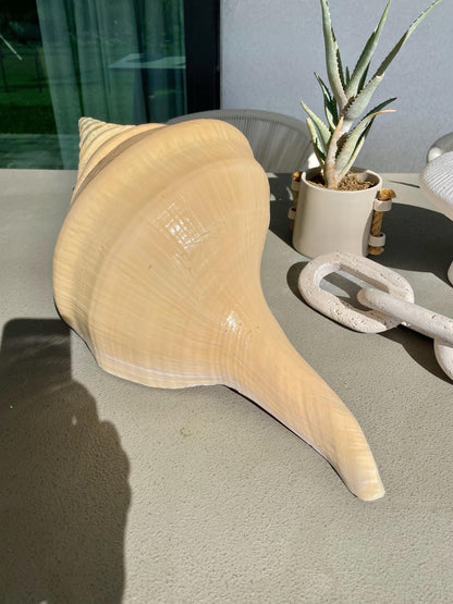 AUSTRALIAN TRUMPET SYRINX Massive 23" Long Rare Aruanus Mammoth Display Shell Seashell Golden Yellow