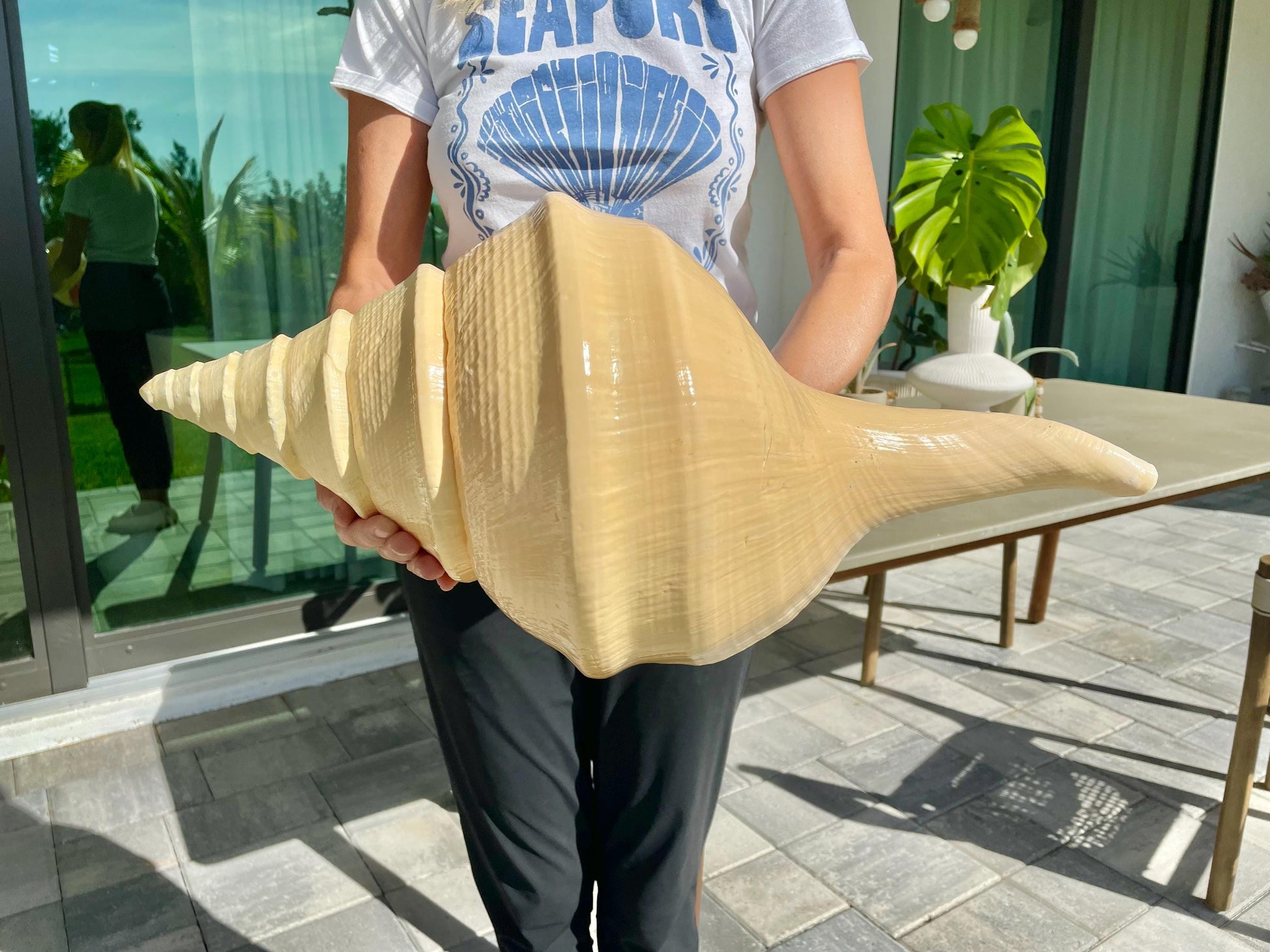 AUSTRALIAN TRUMPET SYRINX Massive 23" Long Rare Aruanus Mammoth Display Shell Seashell Golden Yellow