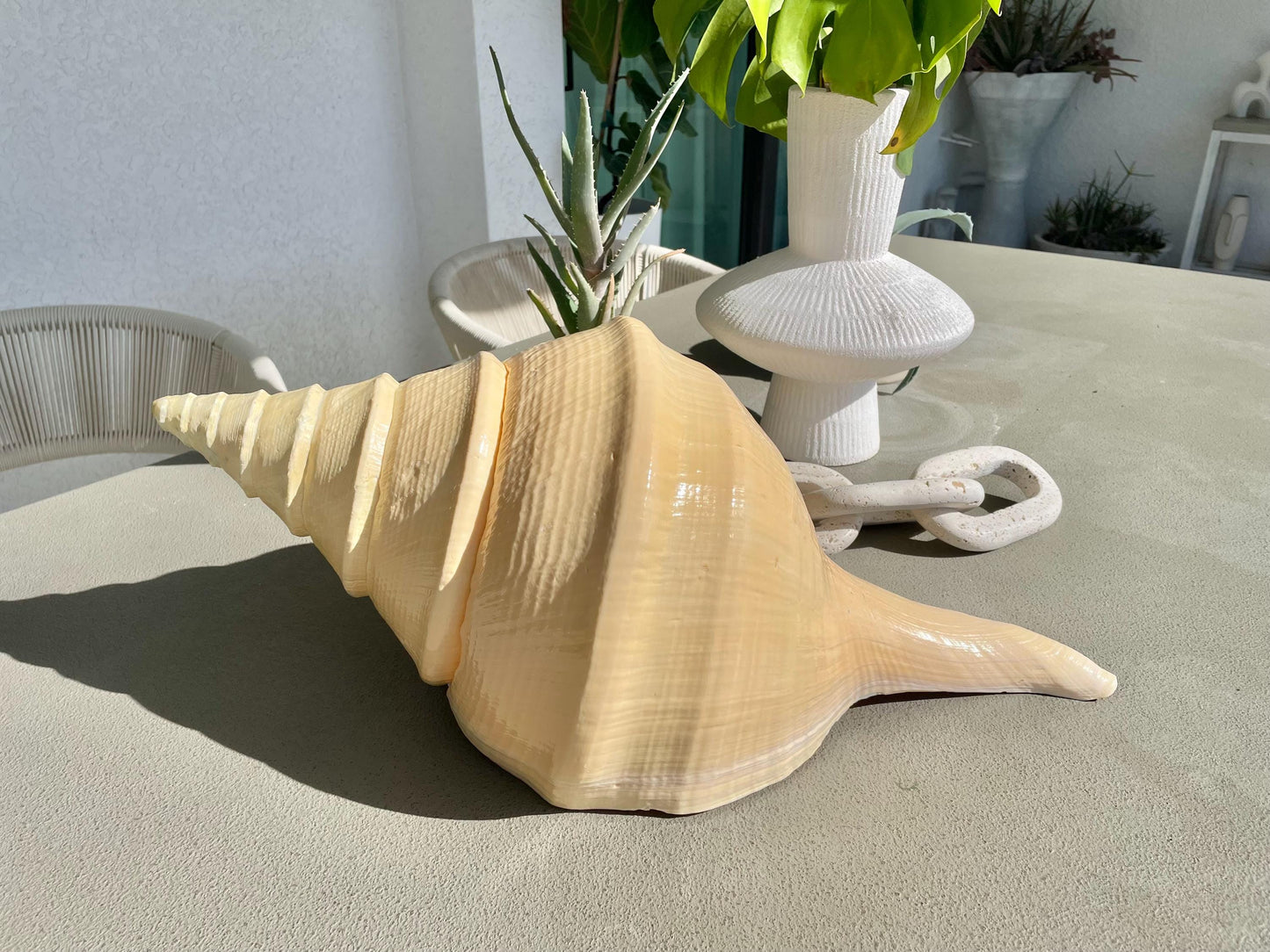 AUSTRALIAN TRUMPET SYRINX Massive 23" Long Rare Aruanus Mammoth Display Shell Seashell Golden Yellow