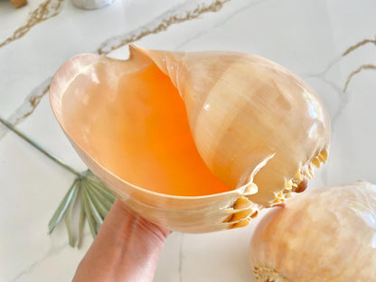 POLISHED CROWNED BALER Shell *All Sizes* Natural Golden Peach Large Display Seashell Décor