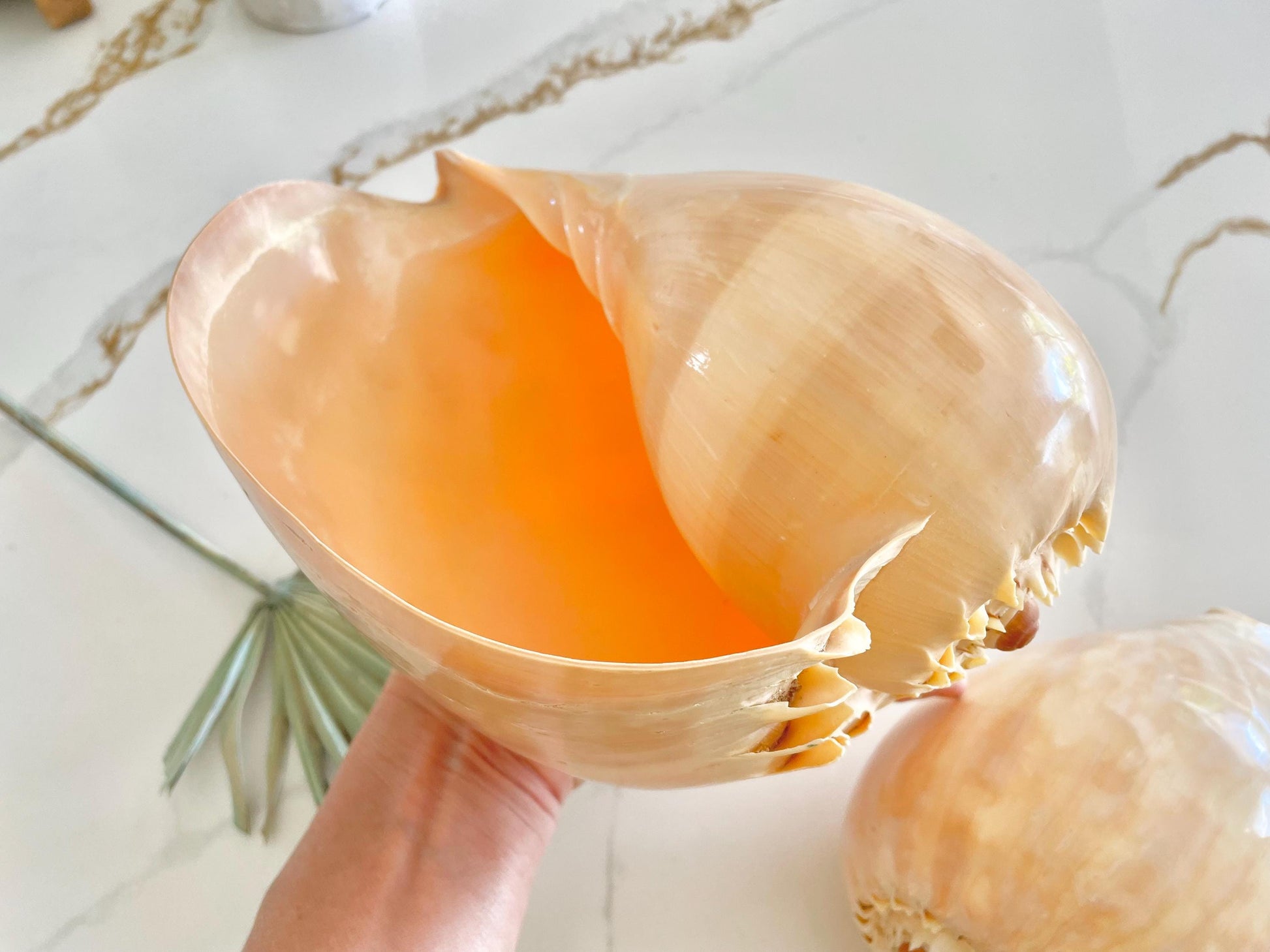 POLISHED CROWNED BALER Shell *All Sizes* Natural Golden Peach Large Display Seashell Coastal Planter Beach Home Décor