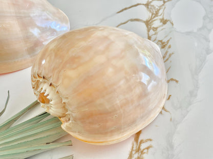 POLISHED CROWNED BALER Shell *All Sizes* Natural Golden Peach Large Display Seashell Coastal Planter Beach Home Décor