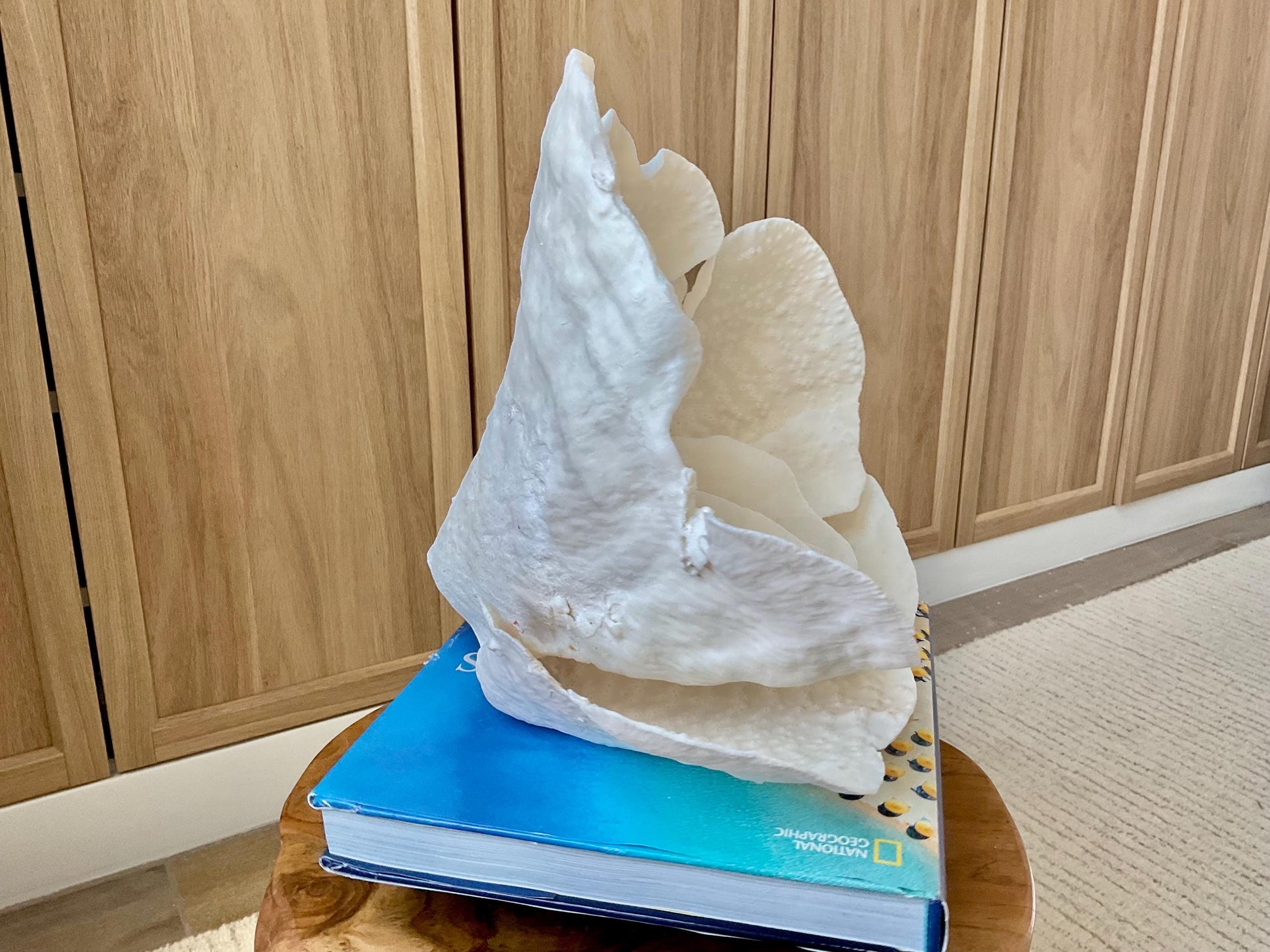 Genuine 12" Wide Sea Spiral CUP CORAL 100% Natural Ocean Reef Centerpiece Coastal Beach Ocean Décor Nautical Display Fossil White