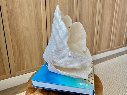 Genuine 12" Wide Sea Spiral CUP CORAL 100% Natural Ocean Reef Centerpiece Coastal Beach Ocean Décor Nautical Display Fossil White