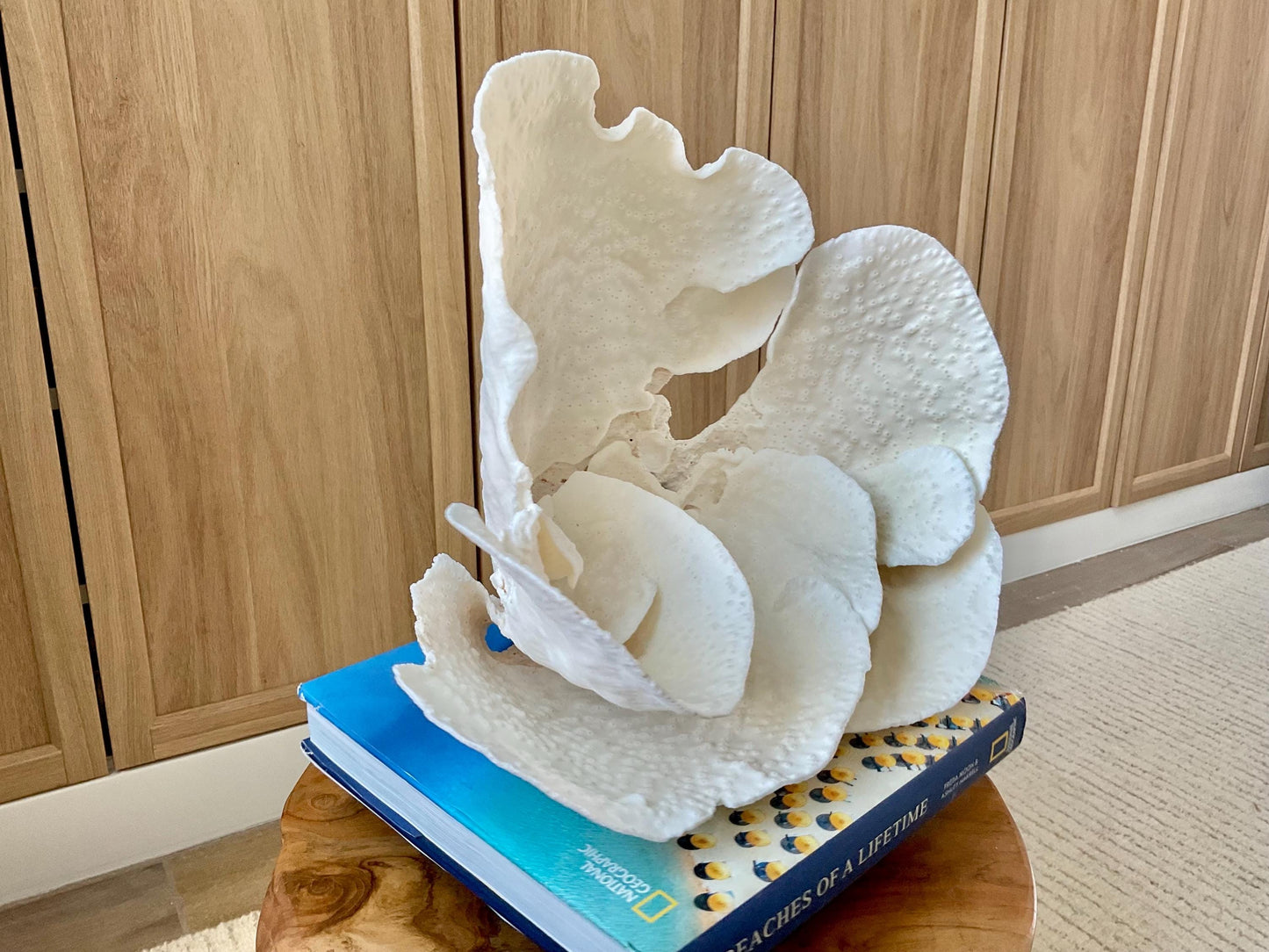 Genuine 12" Wide Sea Spiral CUP CORAL 100% Natural Ocean Reef Centerpiece Coastal Beach Ocean Décor Nautical Display Fossil White