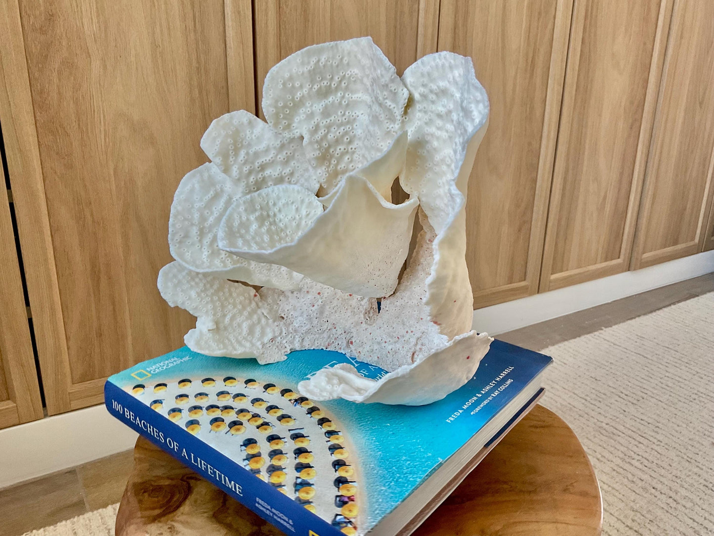 Genuine 9" Wide Sea Spiral CUP CORAL 100% Natural Ocean Reef Centerpiece Coastal Beach Ocean Décor Nautical Display Fossil White