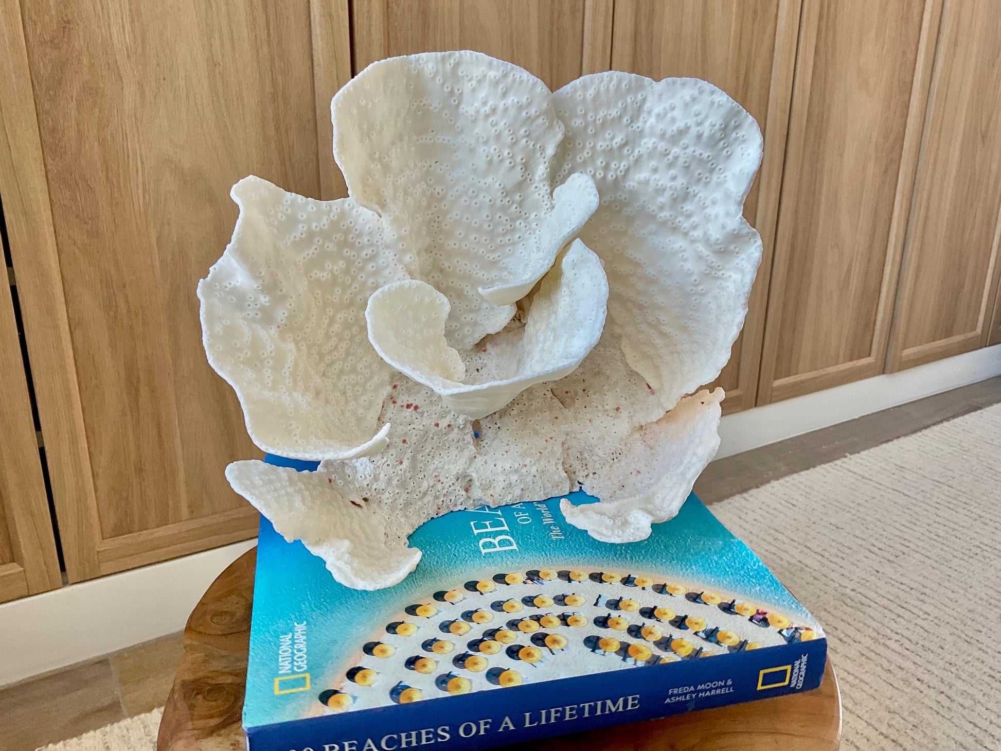 Genuine 9" Wide Sea Spiral CUP CORAL 100% Natural Ocean Reef Centerpiece Coastal Beach Ocean Décor Nautical Display Fossil White