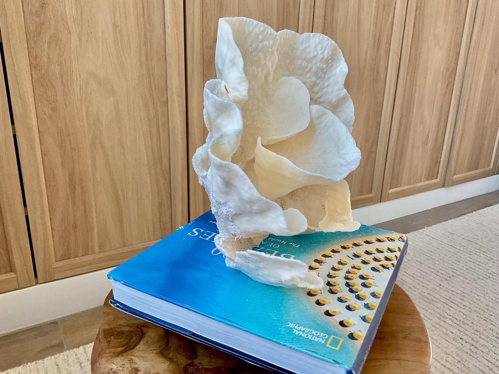 Genuine 9" Wide Sea Spiral CUP CORAL 100% Natural Ocean Reef Centerpiece Coastal Beach Ocean Décor Nautical Display Fossil White