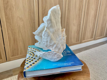 Genuine 9" Wide Sea Spiral CUP CORAL 100% Natural Ocean Reef Centerpiece Coastal Beach Ocean Décor Nautical Display Fossil White