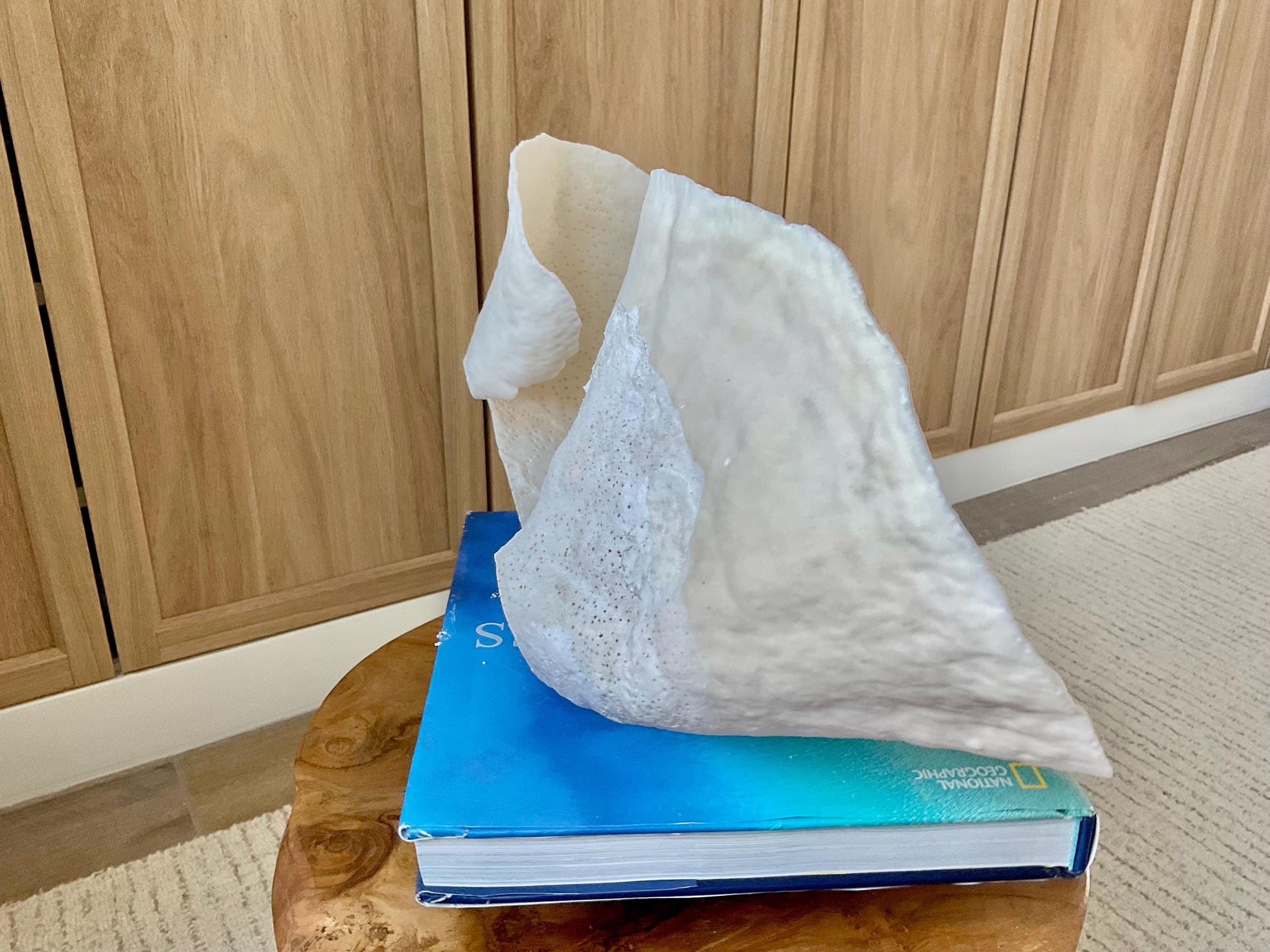 HUGE 13.5" Wide Sea Spiral CUP CORAL 100% Natural Ocean Reef Centerpiece Coastal Beach Ocean Décor Nautical Display Fossil White