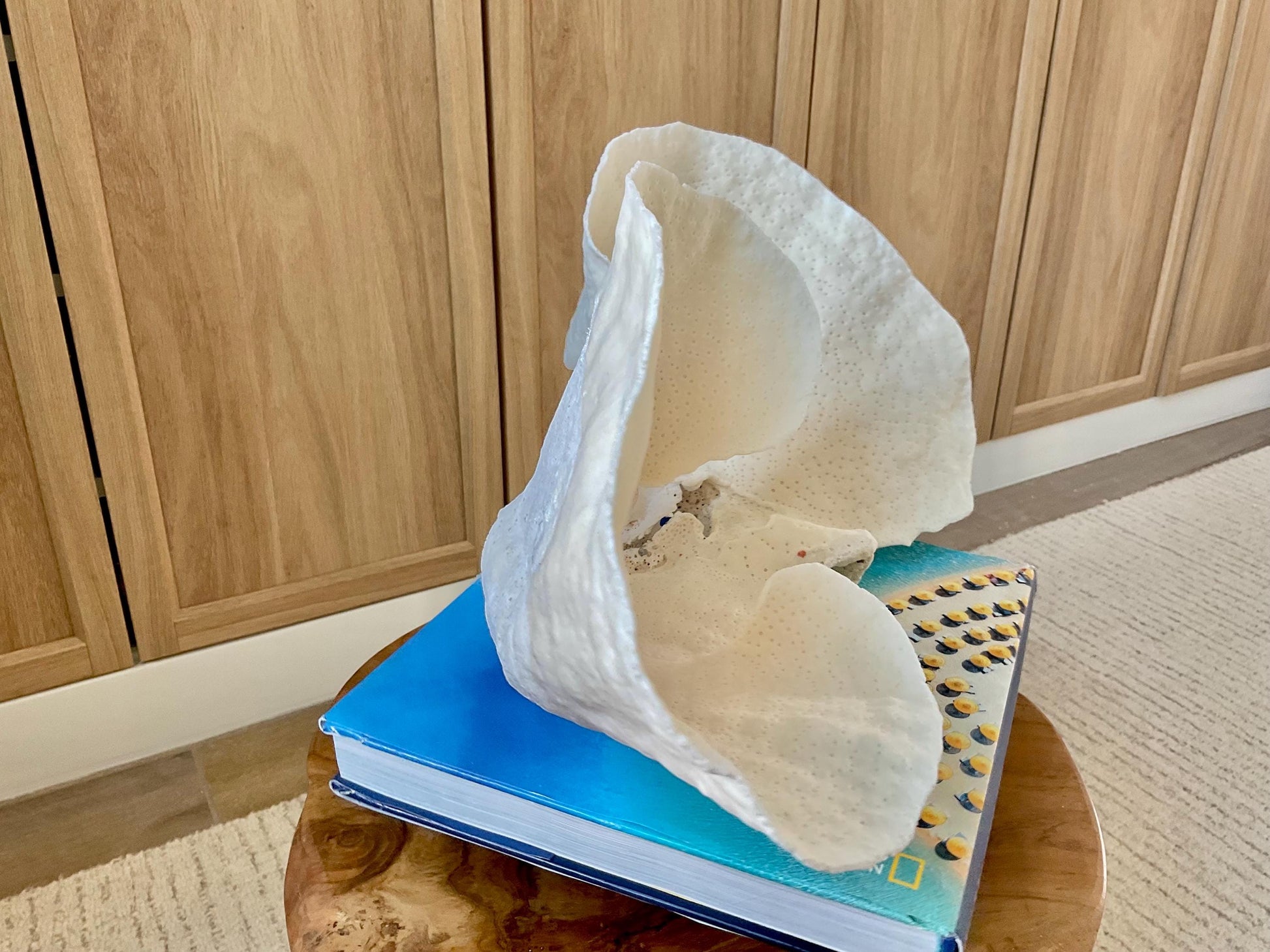 HUGE 13.5" Wide Sea Spiral CUP CORAL 100% Natural Ocean Reef Centerpiece Coastal Beach Ocean Décor Nautical Display Fossil White