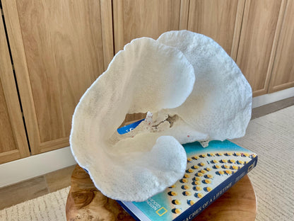 HUGE 13.5" Wide Sea Spiral CUP CORAL 100% Natural Ocean Reef Centerpiece Coastal Beach Ocean Décor Nautical Display Fossil White