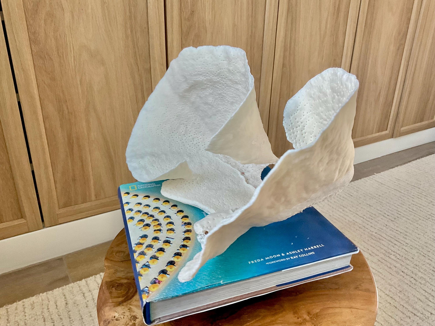 HUGE 13.5" Wide Sea Spiral CUP CORAL 100% Natural Ocean Reef Centerpiece Coastal Beach Ocean Décor Nautical Display Fossil White