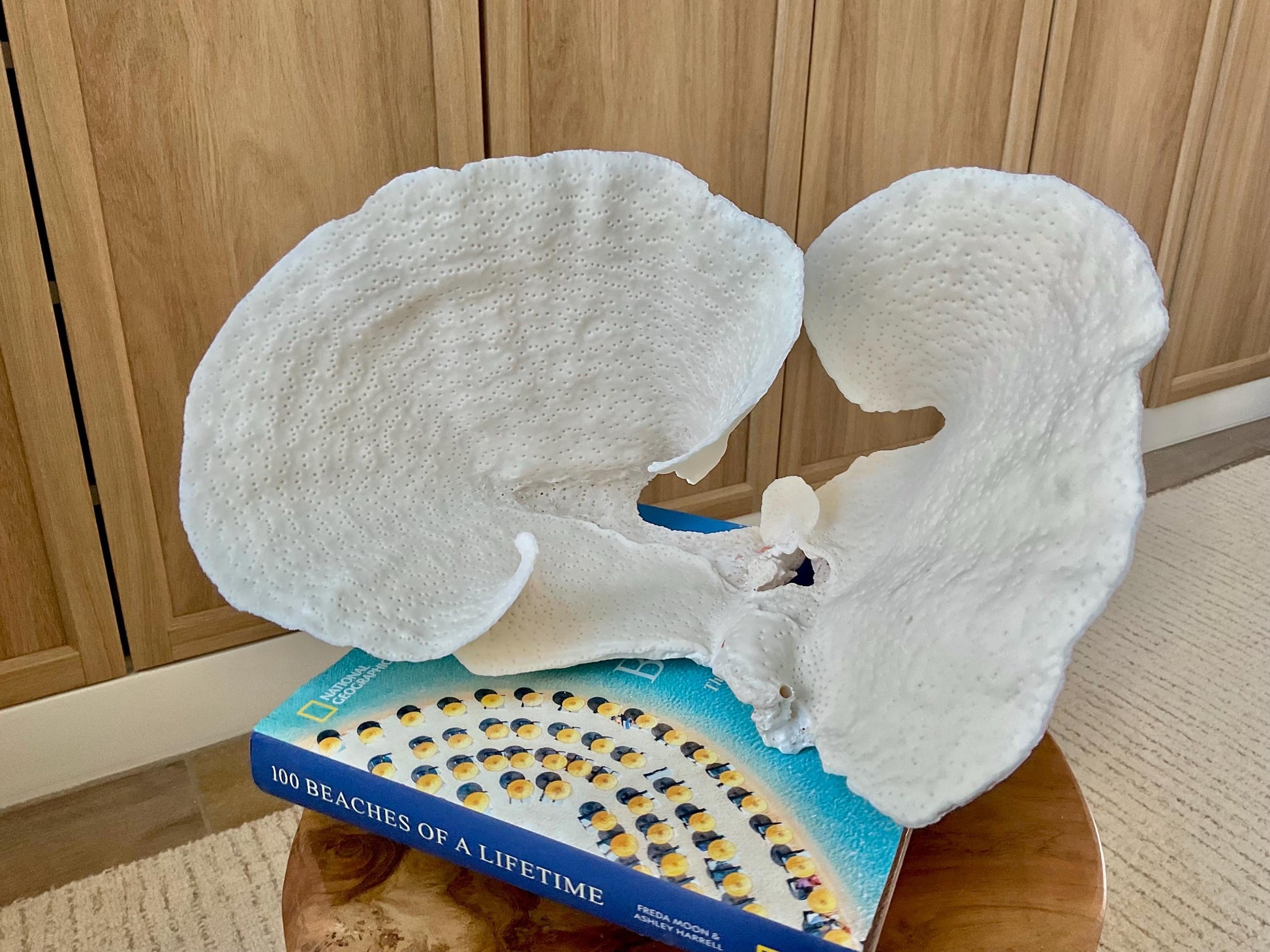 HUGE 13.5" Wide Sea Spiral CUP CORAL 100% Natural Ocean Reef Centerpiece Coastal Beach Ocean Décor Nautical Display Fossil White