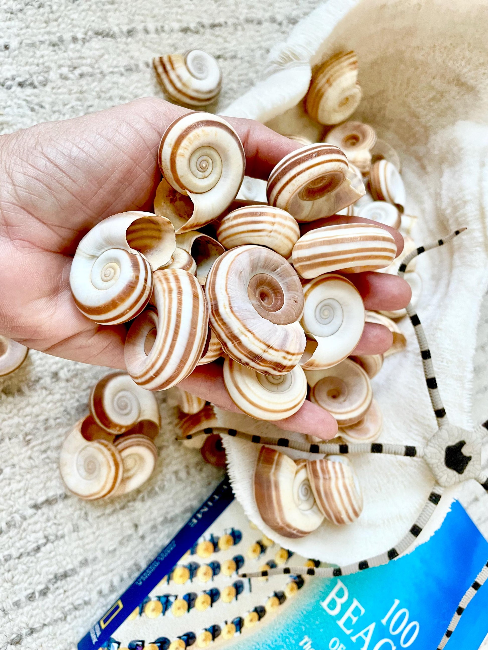 RAMS HORN SNAIL Shells 1.5-2" White Brown Stripes Small Craft Jewelry Pendent Seashells