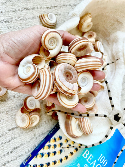 RAMS HORN SNAIL Shells 1.5-2" White Brown Stripes Small Craft Jewelry Pendent Seashells