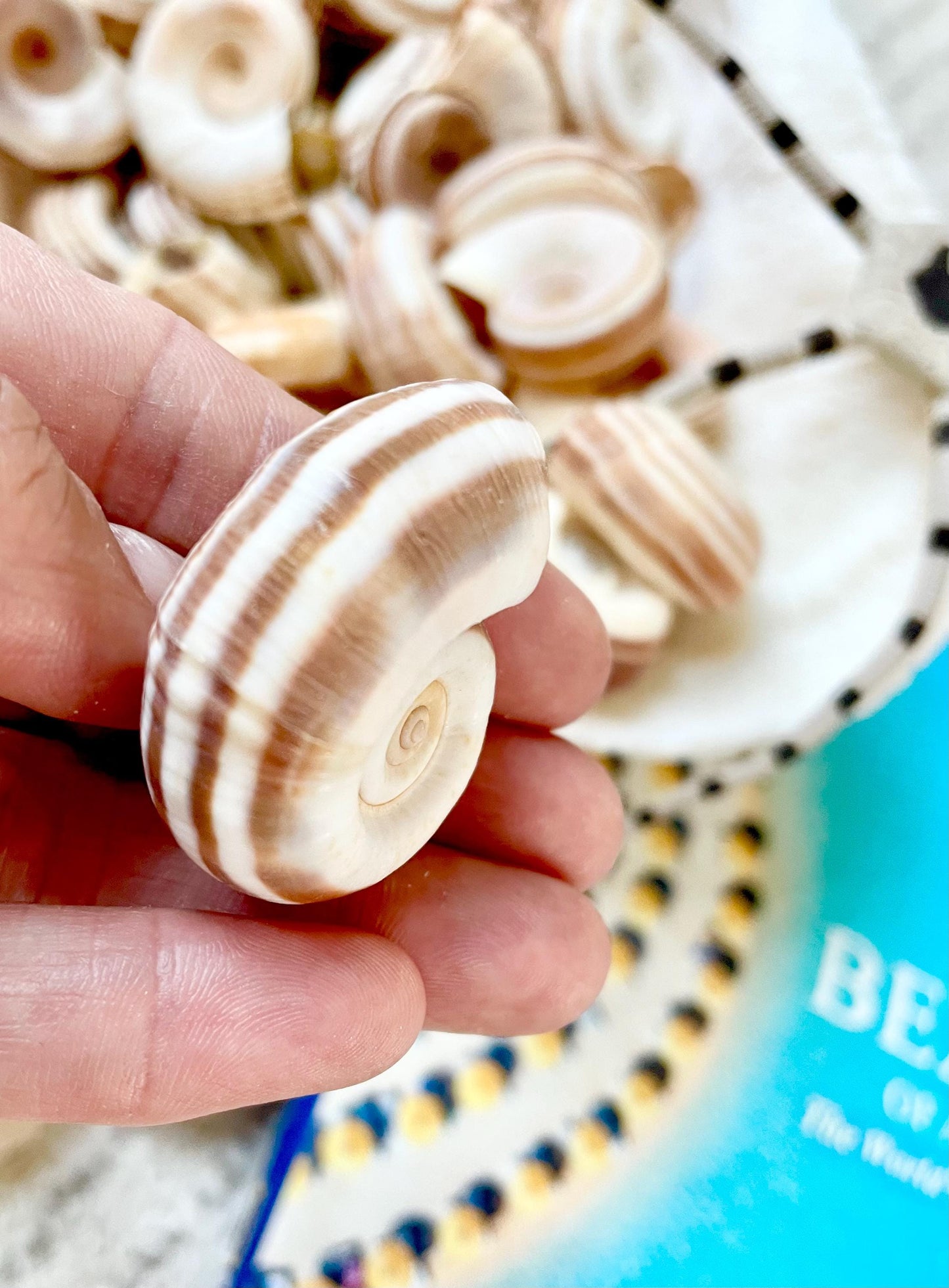 RAMS HORN SNAIL Shells 1.5-2" White Brown Stripes Small Craft Jewelry Pendent Seashells
