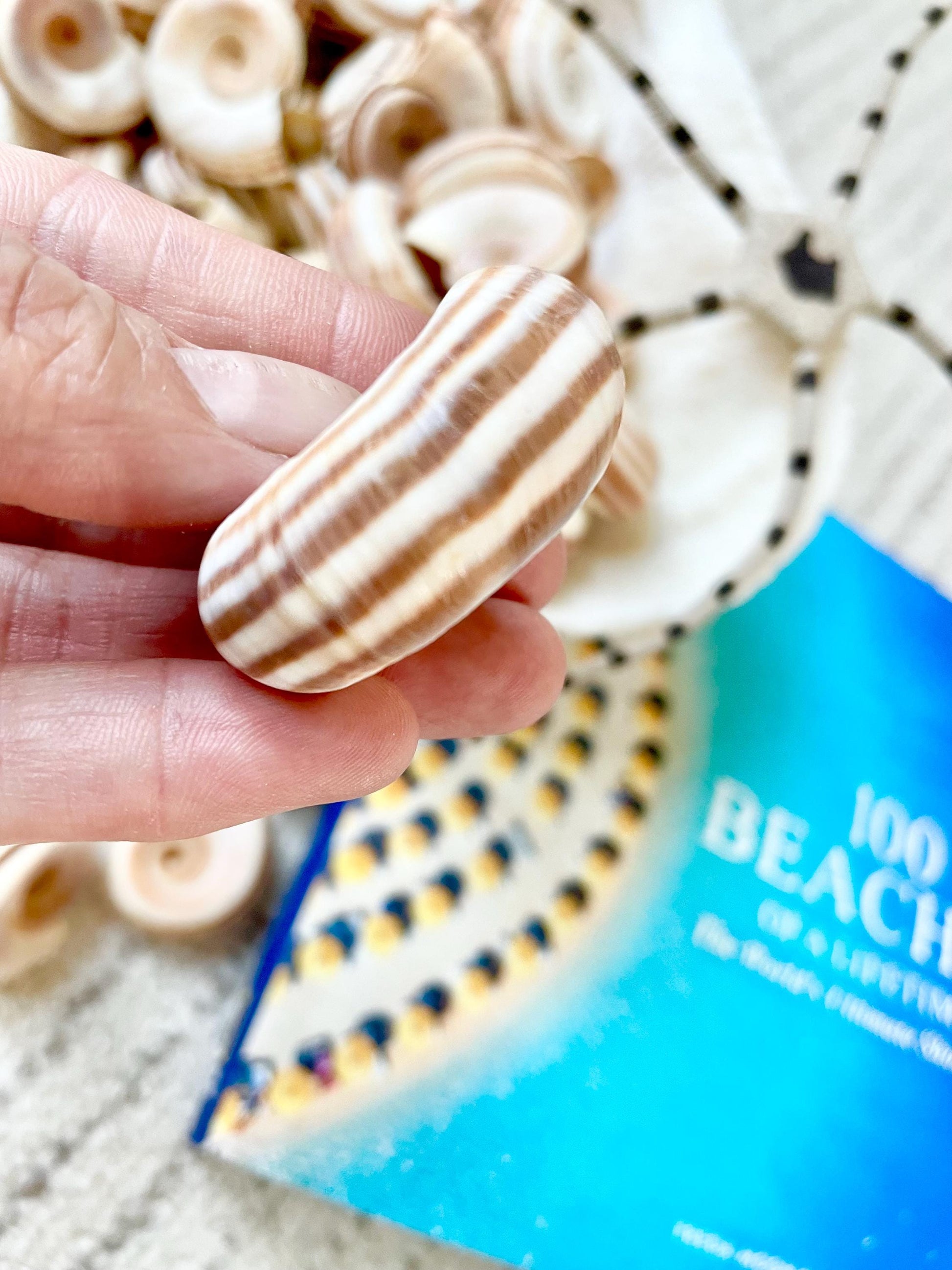 RAMS HORN SNAIL Shells *You Choose Quantity* Natural White w/ Brown Stripes 1.5-2" Small Craft Jewelry Pendent Seashells