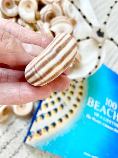 RAMS HORN SNAIL Shells *You Choose Quantity* Natural White w/ Brown Stripes 1.5-2" Small Craft Jewelry Pendent Seashells