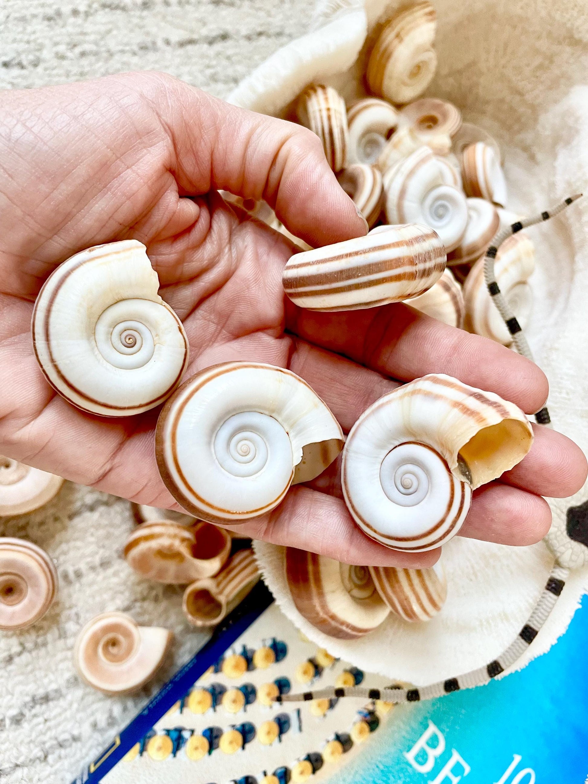 RAMS HORN SNAIL Shells 1.5-2" White Brown Stripes Small Craft Jewelry Pendent Seashells